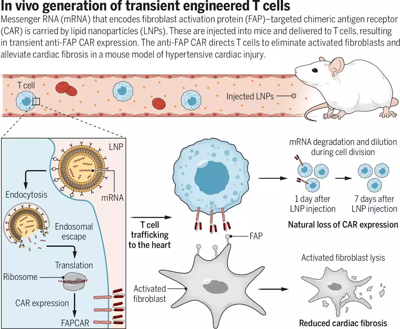 CAR T cells produced in vivo to treat cardiac injury