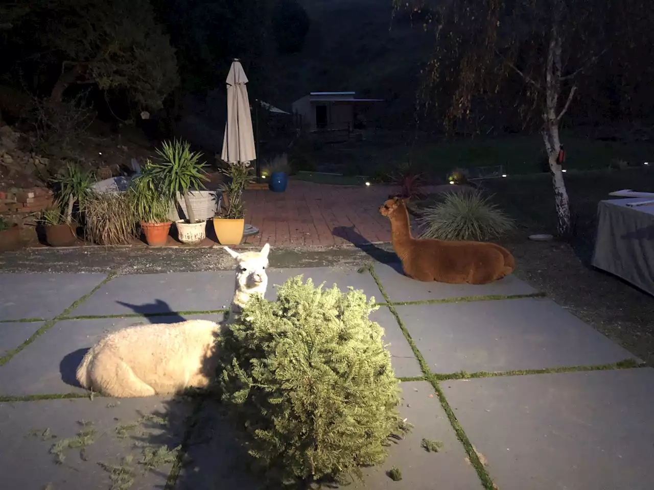 Alpacas run loose through Oakland neighborhood