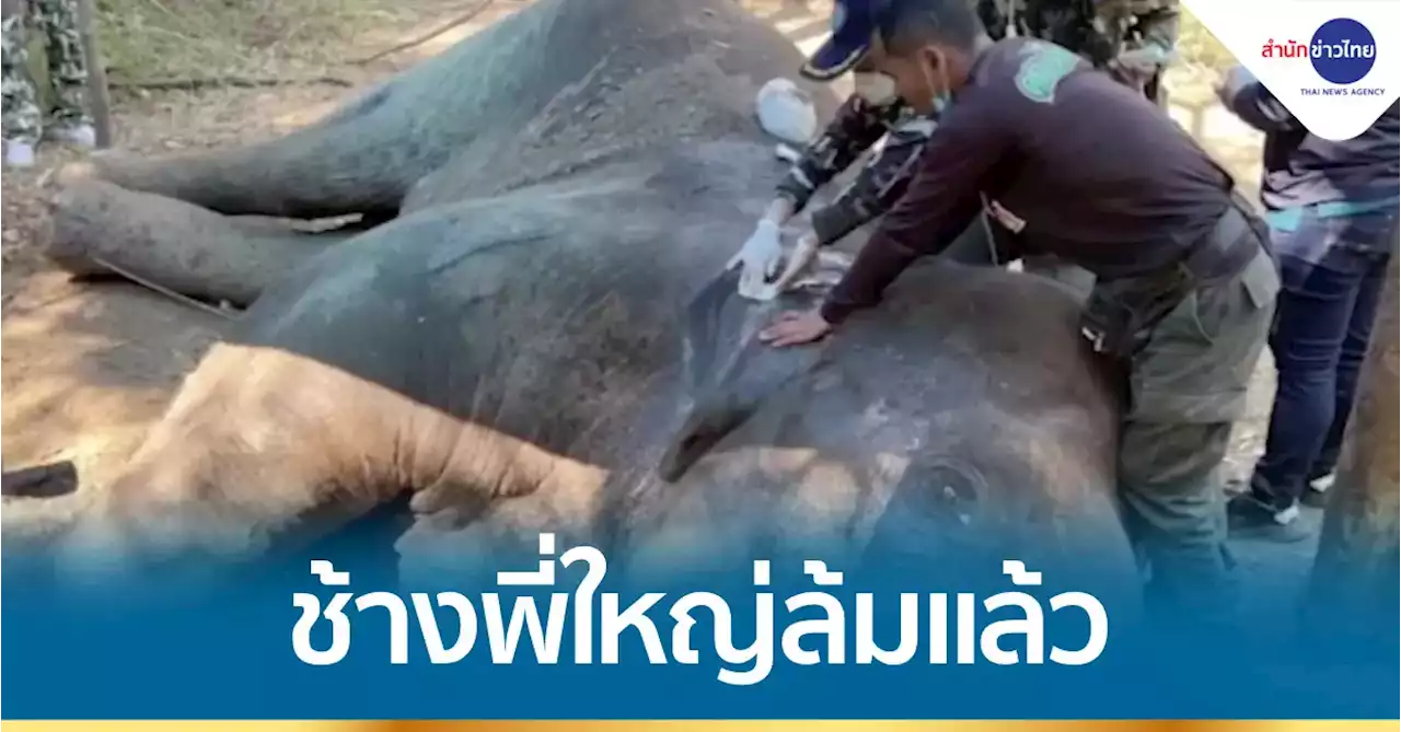 เศร้า! ช้างโดนกระบะชนล้มแล้ว