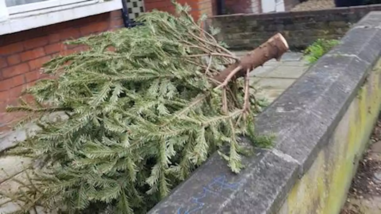 6 ways to recycle your old Christmas tree