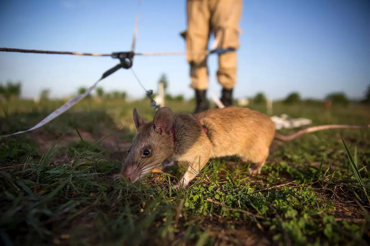 Murió Magawa, la rata detectora de minas y considerada héroe nacional en Camboya