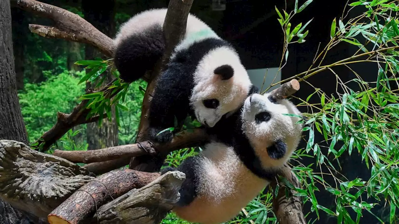 Twin panda cubs debut at Tokyo zoo, woo devoted fans