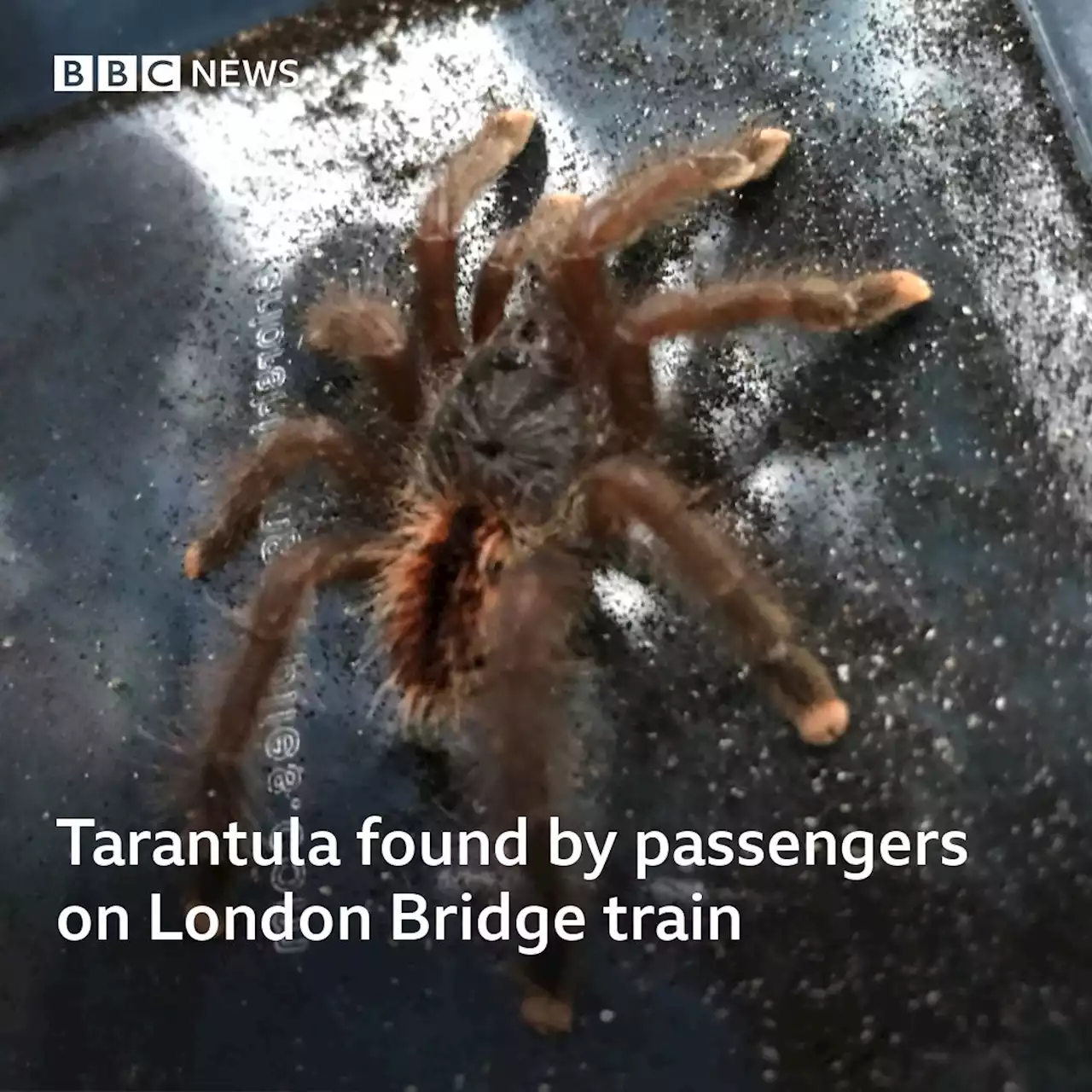 Tarantula found by passengers on London Bridge train