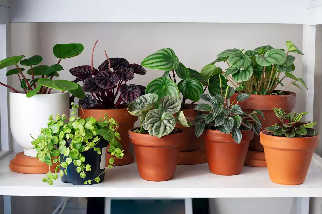 10 Genius Gadgets That'll Keep Your Plants Alive While You're On Vacation