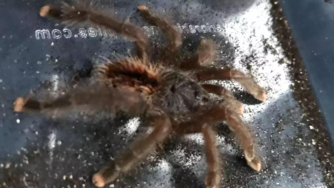 Shocked commuters find tarantula with pink toes on train | ITV News