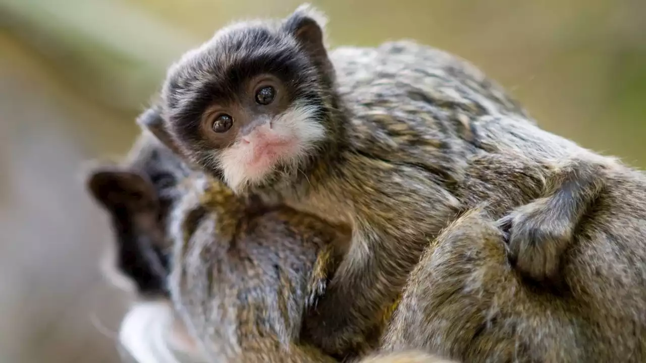 Twin tamarin monkeys born at Wisconsin zoo