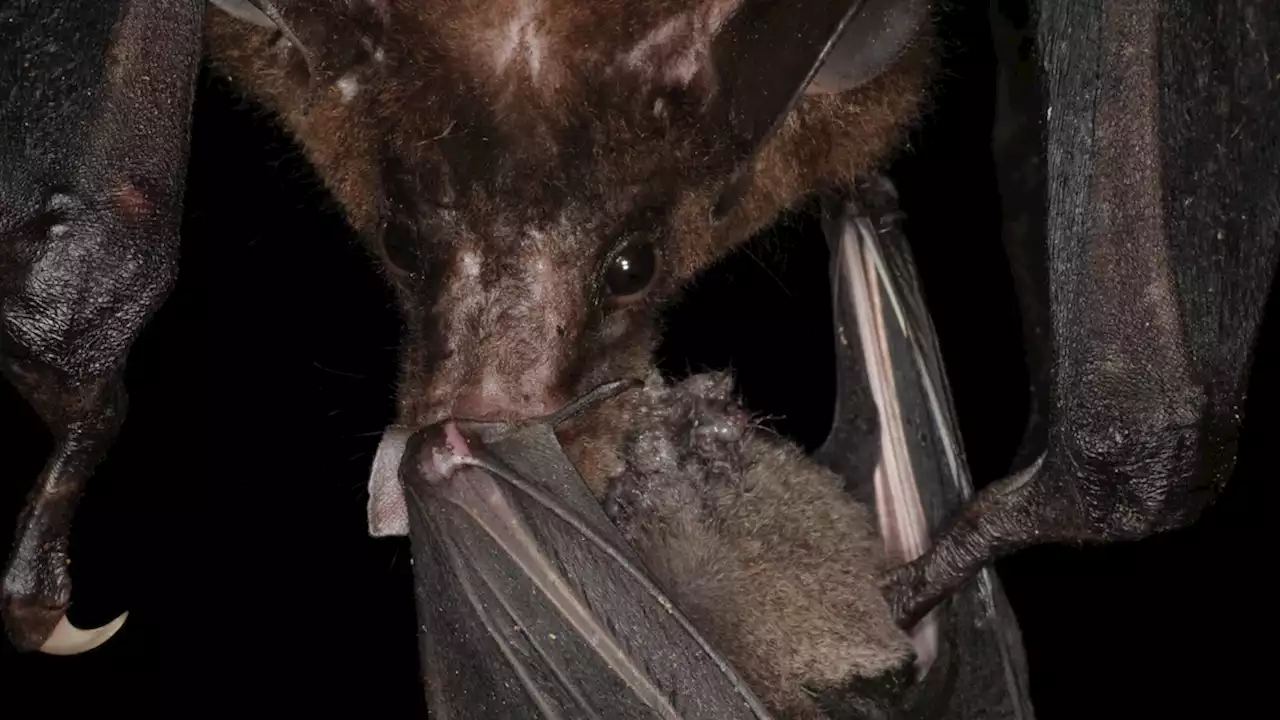 Meet the bat that eats other bats