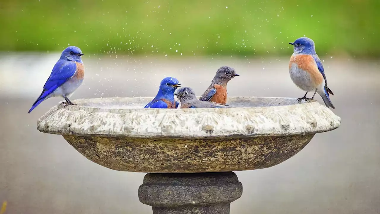 Why a backyard that's 'for the birds' is great for kids, too