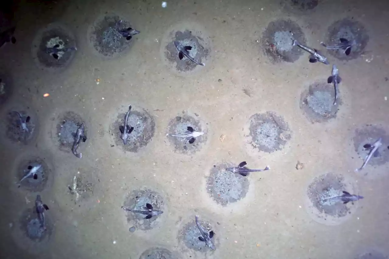 Largest ever fish colony hosts 100 billion eggs under Antarctic ice