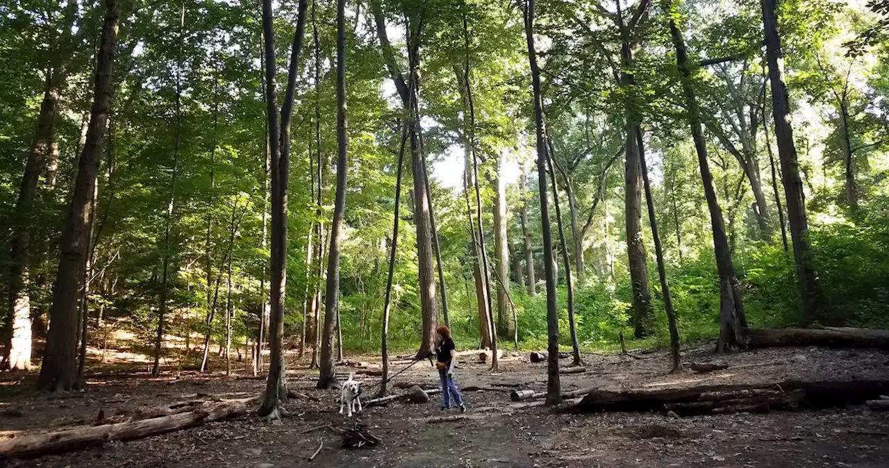 Pave Forest Park and Put Up a Parking Lot?