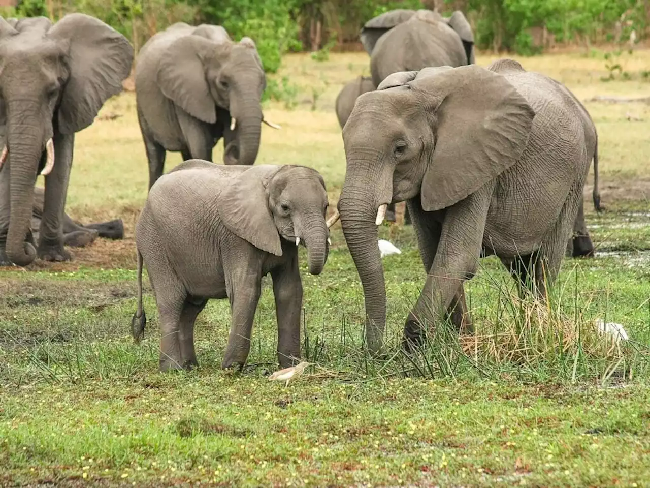 More than 350 elephants died in Botswana, and we may finally know why