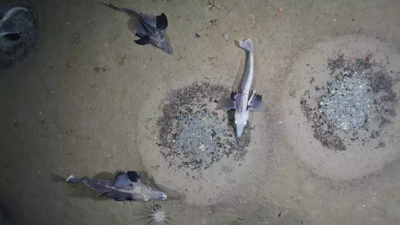 The largest group of nesting fish ever found lives beneath Antarctic ice