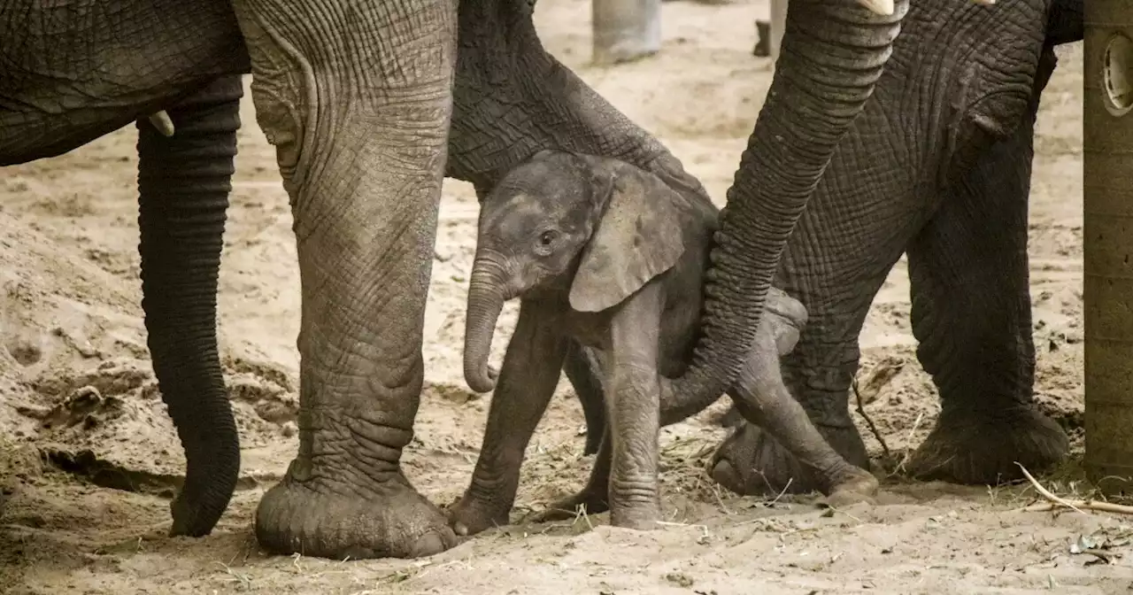 Omaha zoo welcomes baby elephant