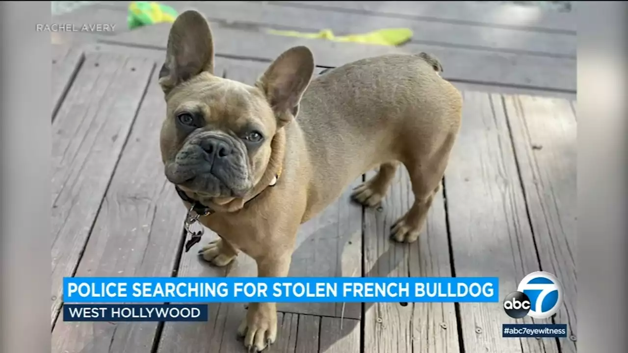 French bulldog stolen in West Hollywood after slipping leash on a walk