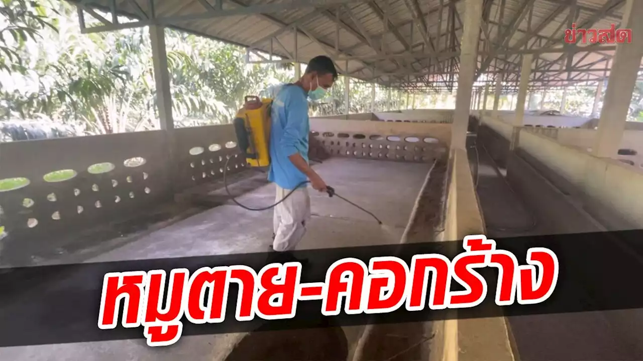 นายกห้วยยอดยัน เกิดโรคระบาดหมู ตายกว่า 3 พันตัว แฉปศุสัตว์ขู่เจ้าของฟาร์ม หลังเป็นข่าว - ข่าวสด