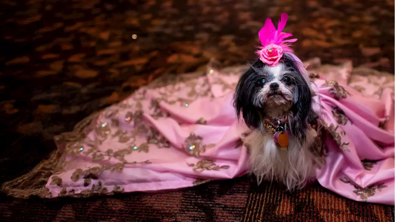 It's National Dress Up Your Pet Day --- but here's why I won't be celebrating