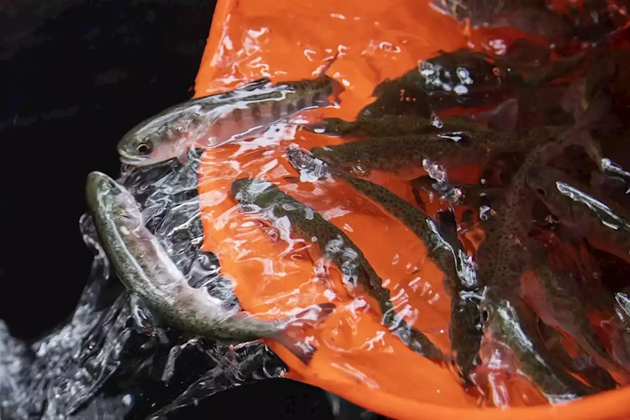 Climate swings help endangered salmon return to Bay Area creeks for the first time in years