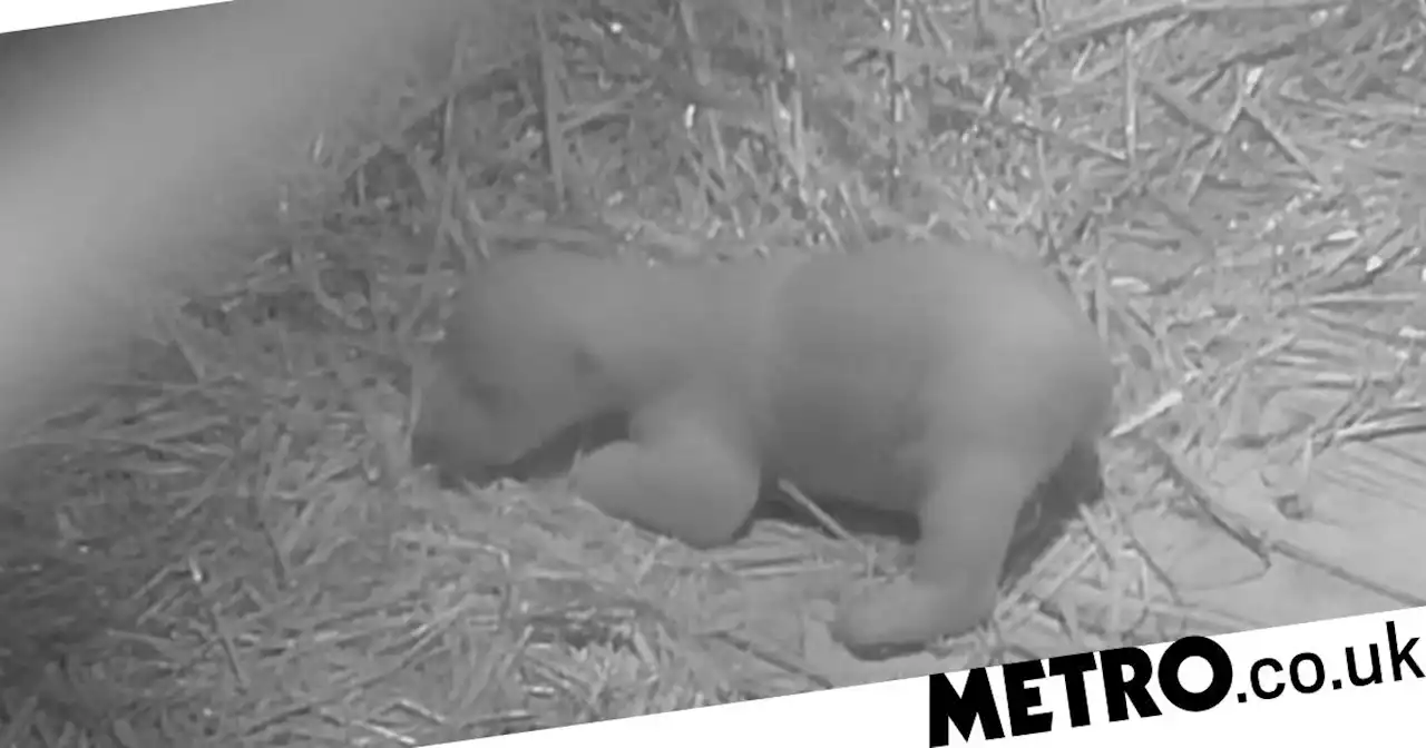 Baby polar bear rolls over and sleeps in footage from Scottish wildlife park