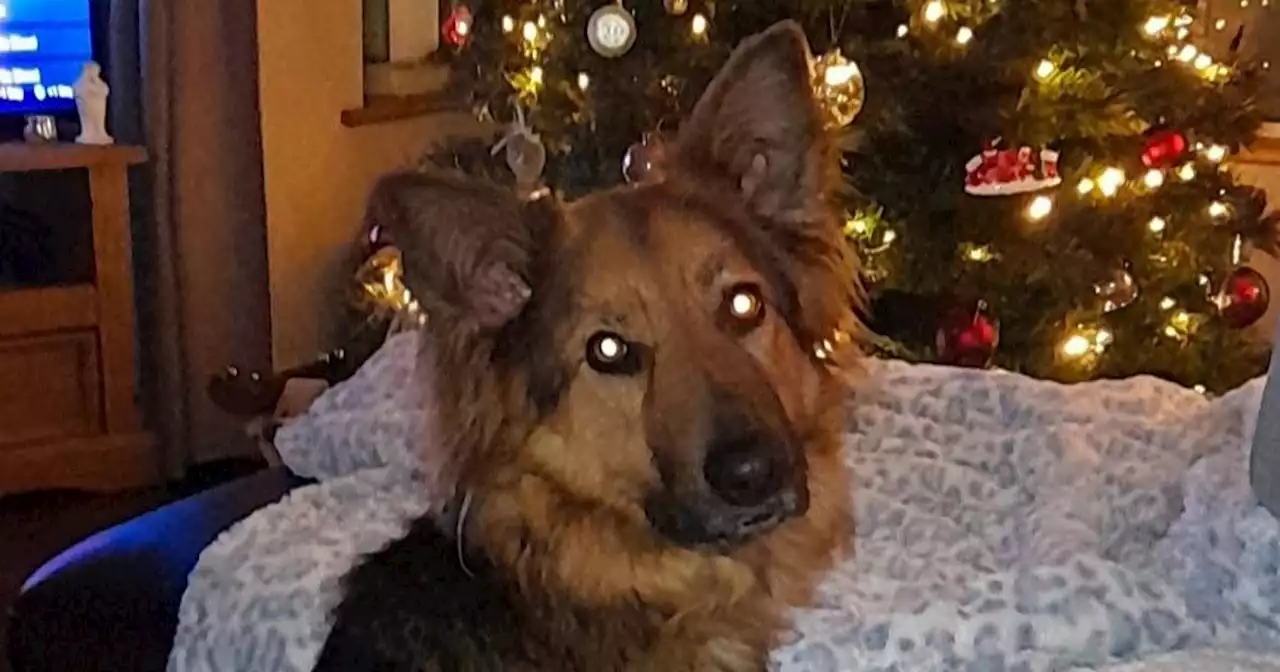 Meet Kimi the gorgeous and brave German Shepherd, our Dog of the Week