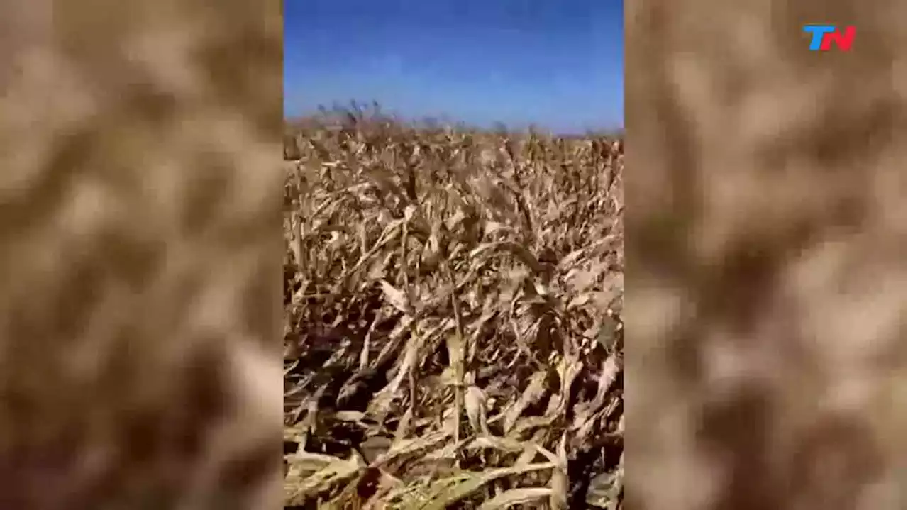 Por la ola de calor, hay campos con daños de entre el 80% y 100% en los cultivos