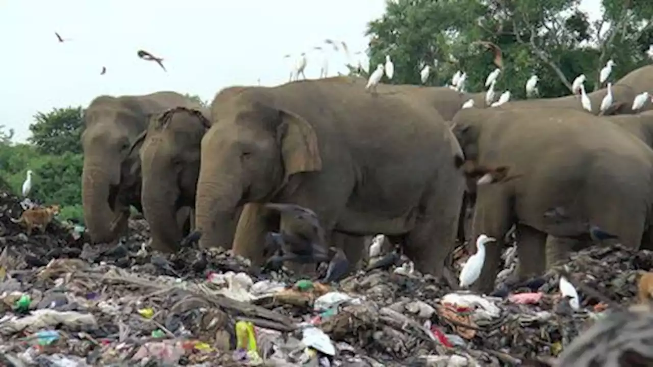 Sri Lanka: Elephants dying from eating plastic waste