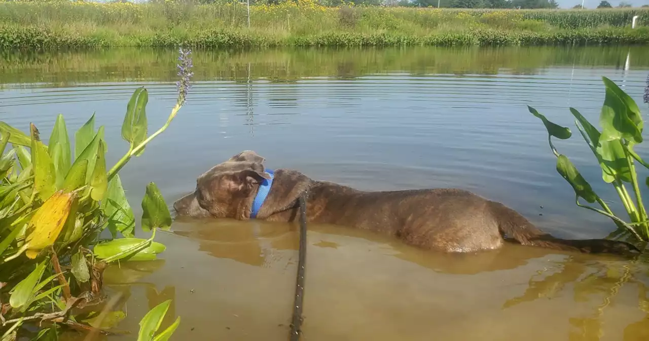 Dog searches for furever family after spending 5 years in shelter