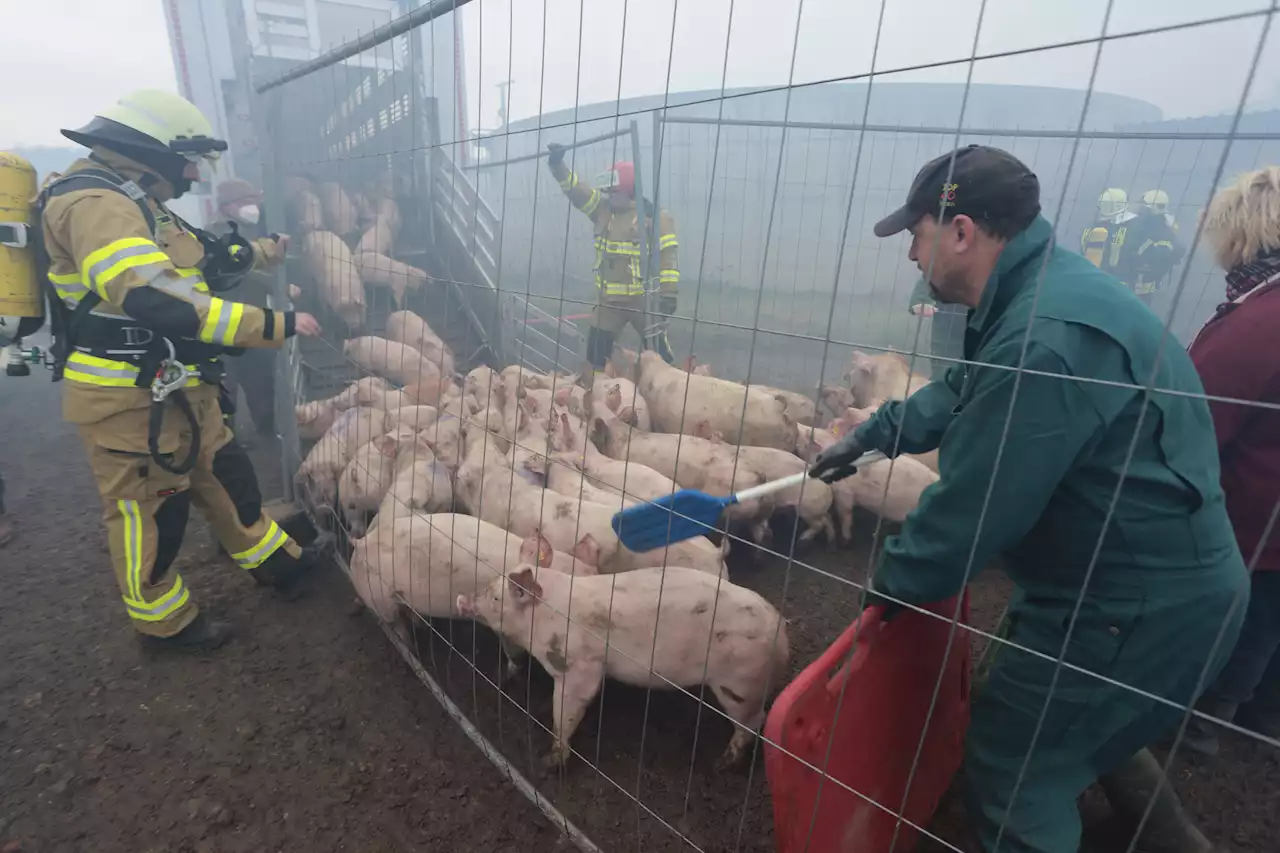 Sachsen-Anhalt - Brand in Schweinemastanlage: Hunderte tote Tiere und Millionenschaden