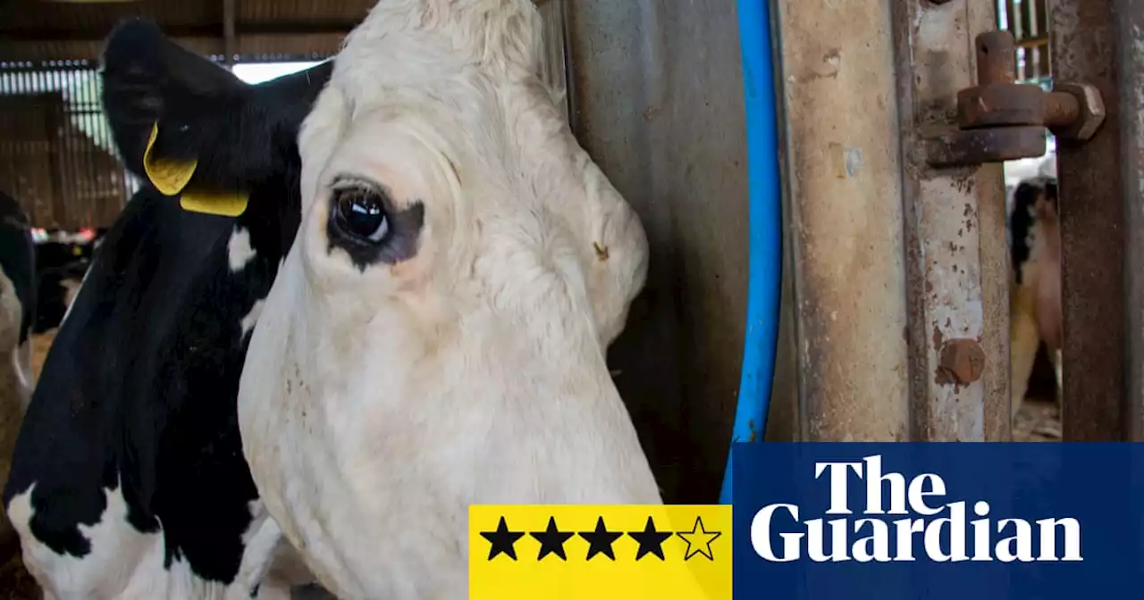 Cow review – Andrea Arnold’s deeply moving chronicle of the life of a dairy cow