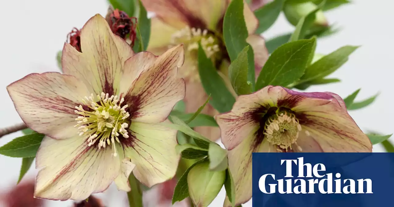 Give hellebores the time and they’ll flower their pretty little socks off | Alys Fowler