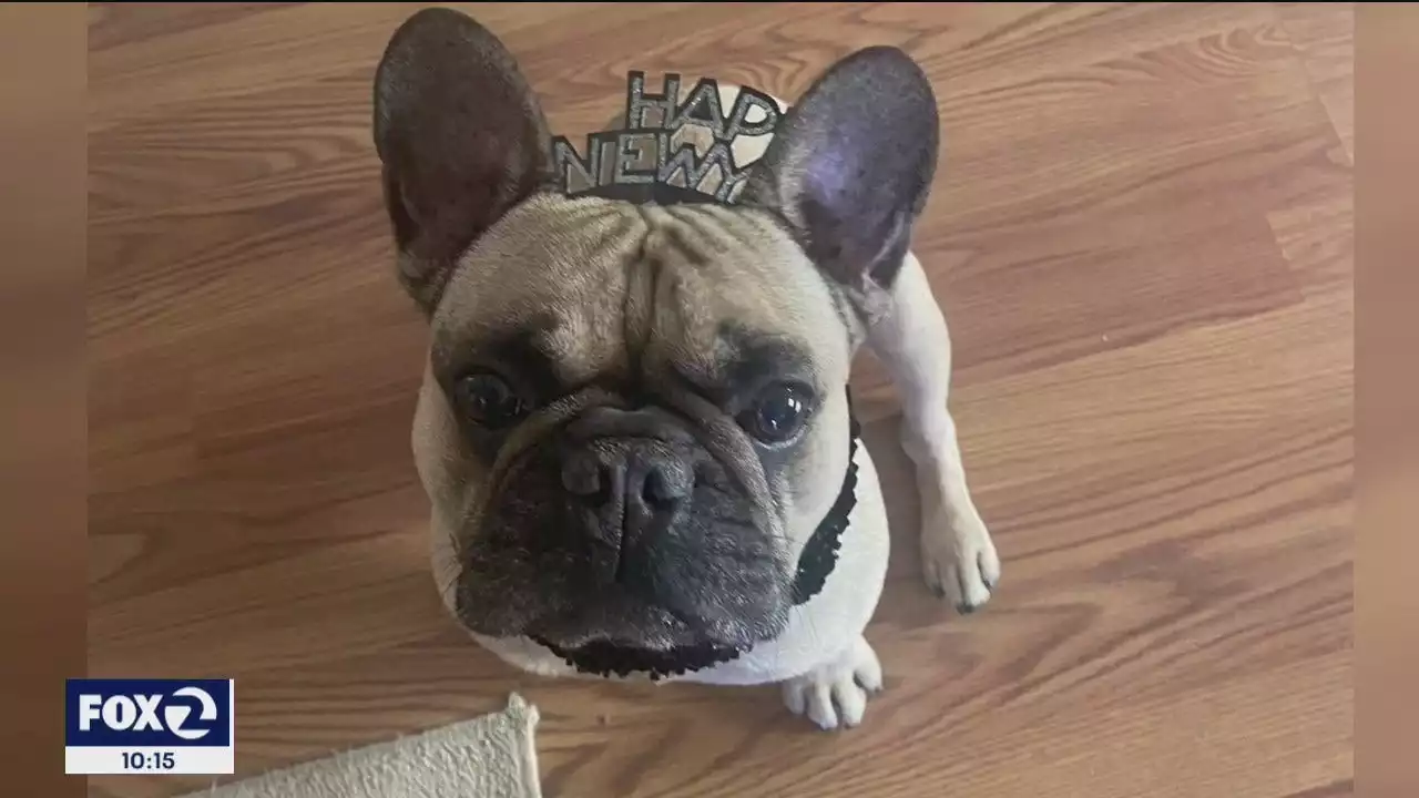 French bulldog stolen from woman at gunpoint in Oakland