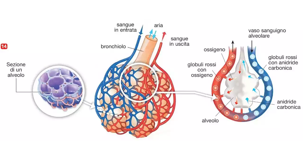 Omicron vince. Un messaggio in codice annunciò il virus