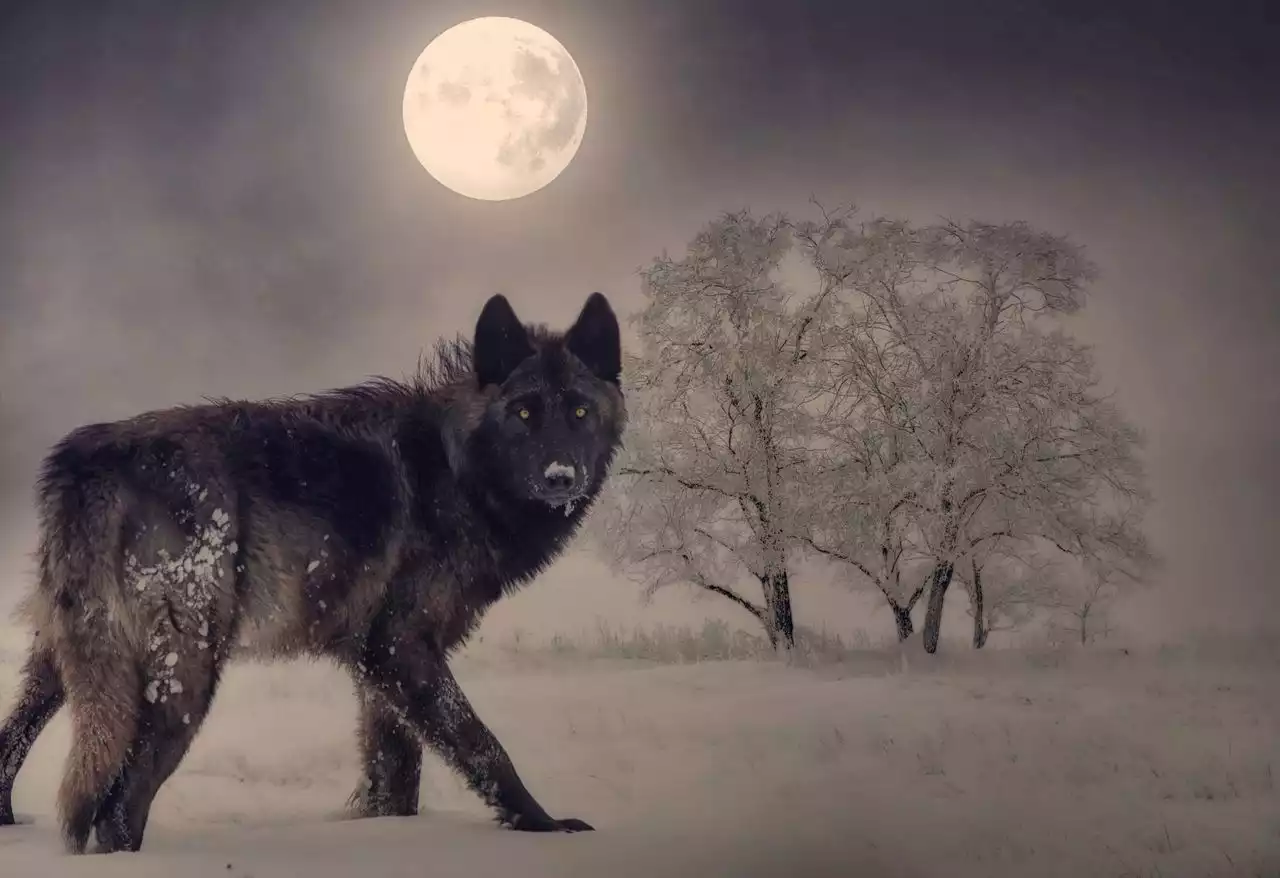 Full January wolf moon of 2022 to light up winter sky