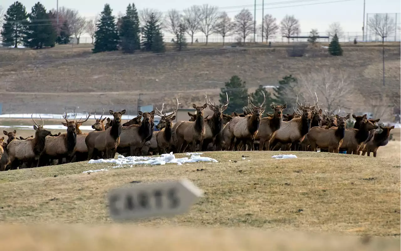 The real reason we’re seeing more wildlife during the pandemic