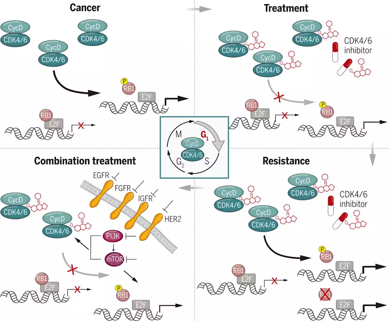 CDK4 and CDK6 kinases: From basic science to cancer therapy