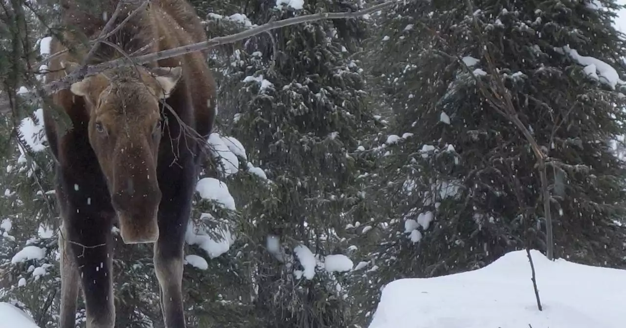 How a single winter rainstorm in Interior Alaska could wreak havoc on animals and their habitats