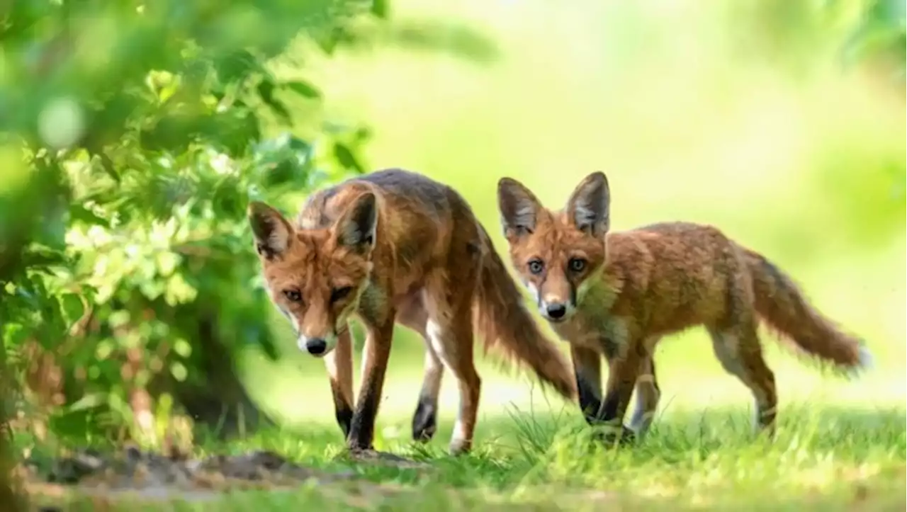 Kommt jetzt ein Jagdverbot auf Füchse in Wien?