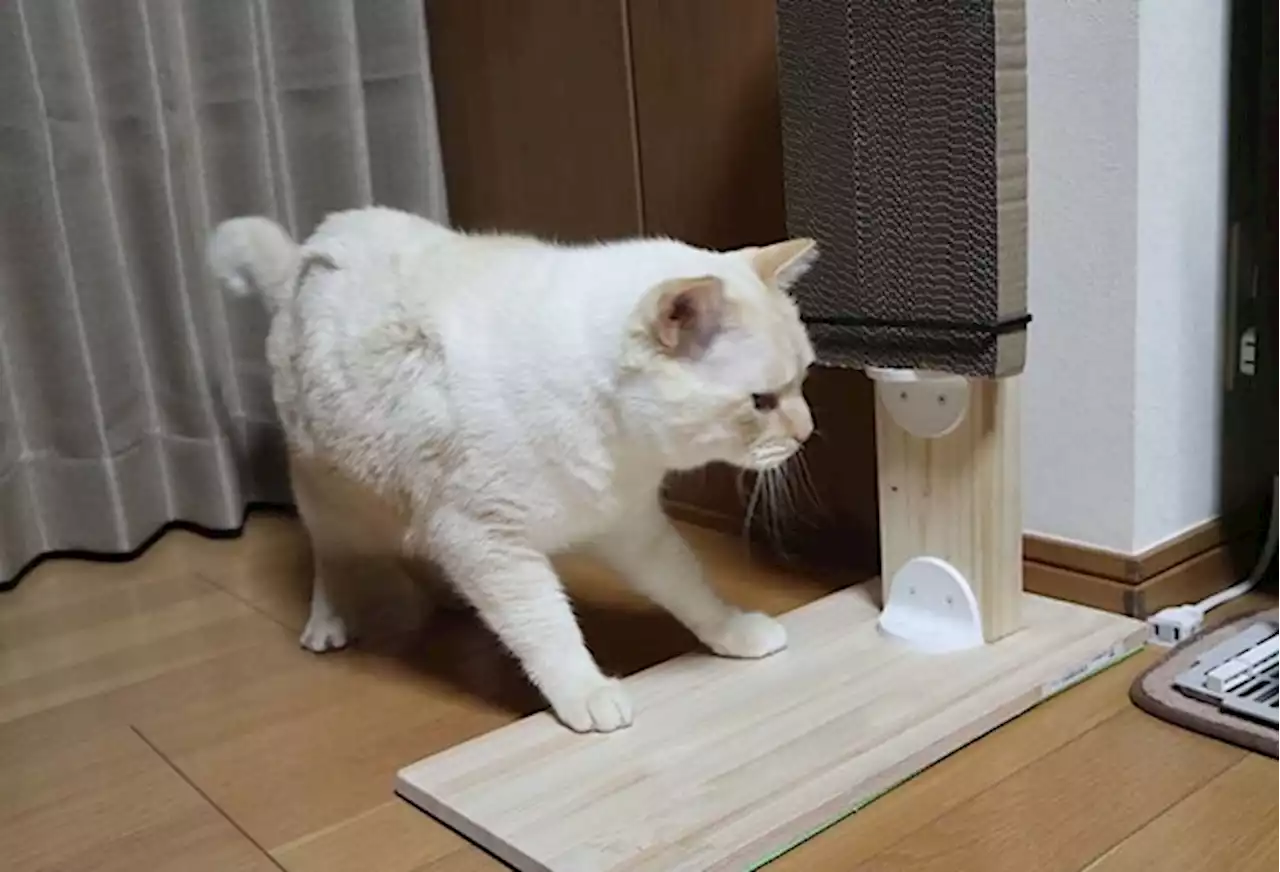 2×4材を使ってもっと簡単に猫の爪とぎを作ってみる【ねこDIY】 | 動物のリアルを伝えるWebメディア「REANIMAL」