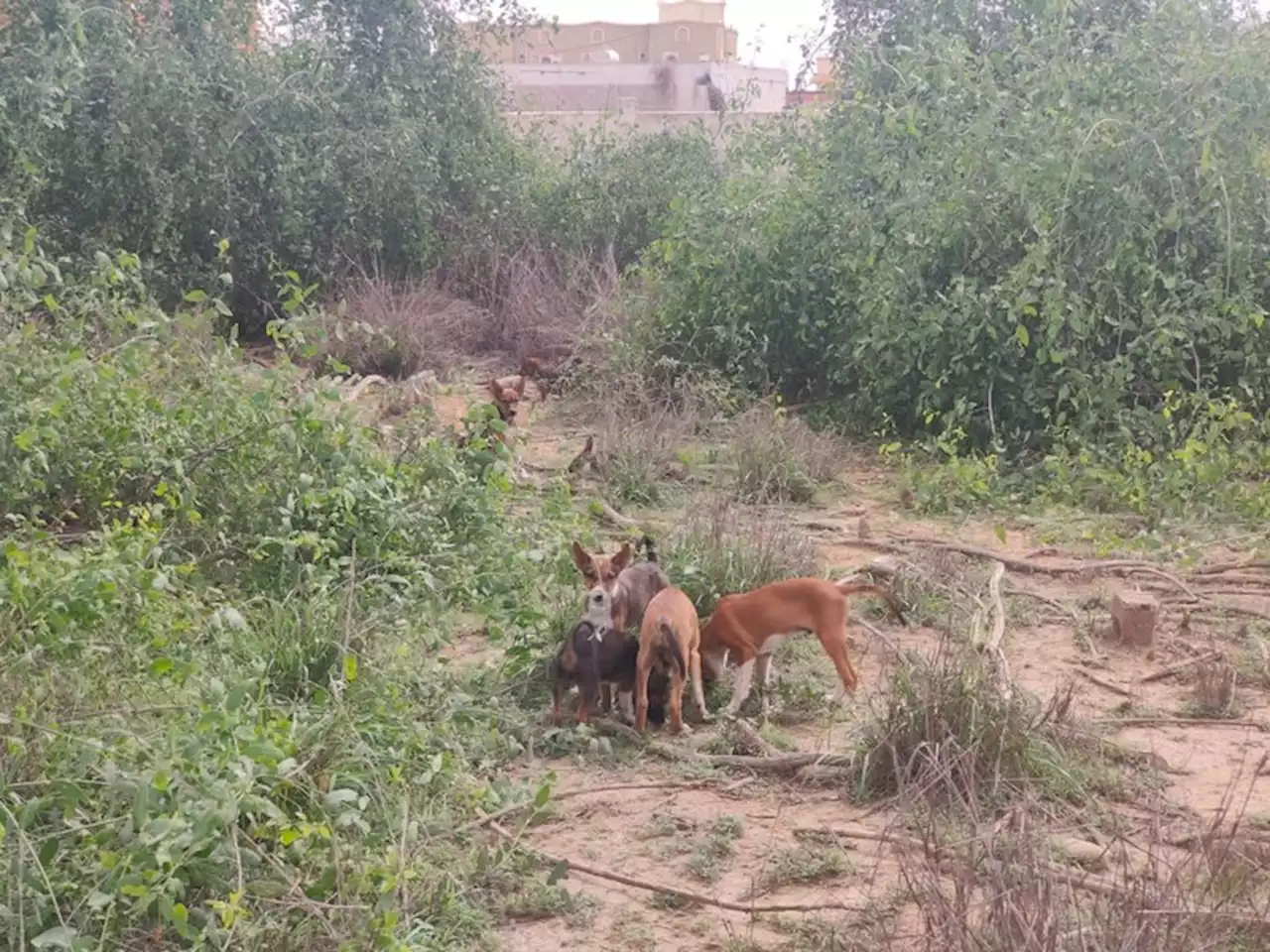 بالفيديو.. كلاب ضالة تنبش القبور بقرية المظلف بالقنفذة