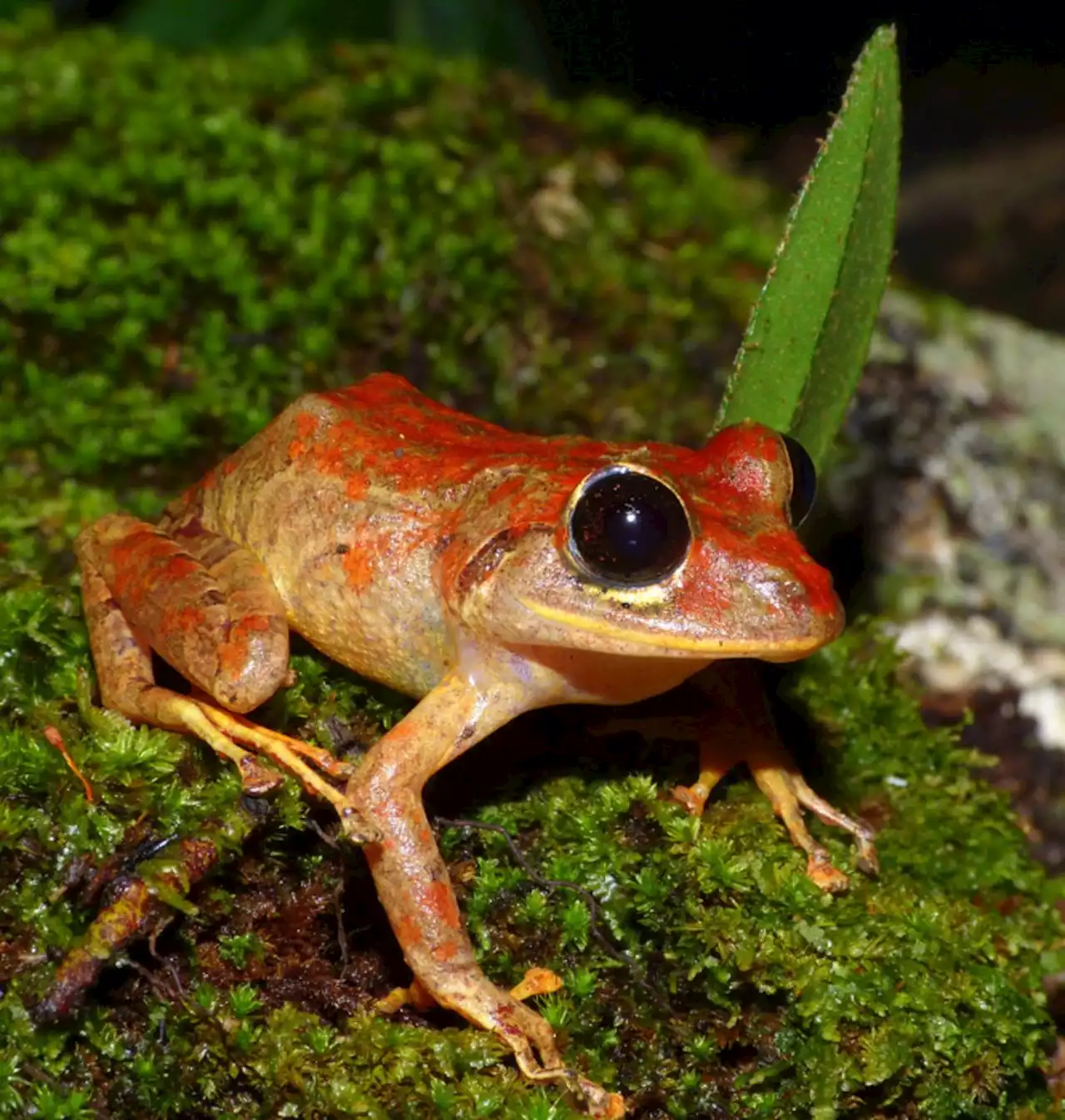 New Rainfrog Species Found in Panama | Sci-News.com