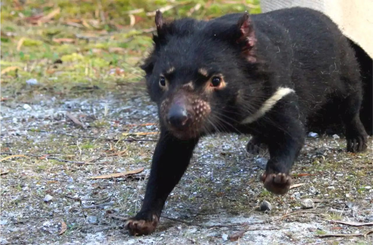 Tasmanian Devils are Unique among Scavenging Mammals, Study Shows | Sci-News.com