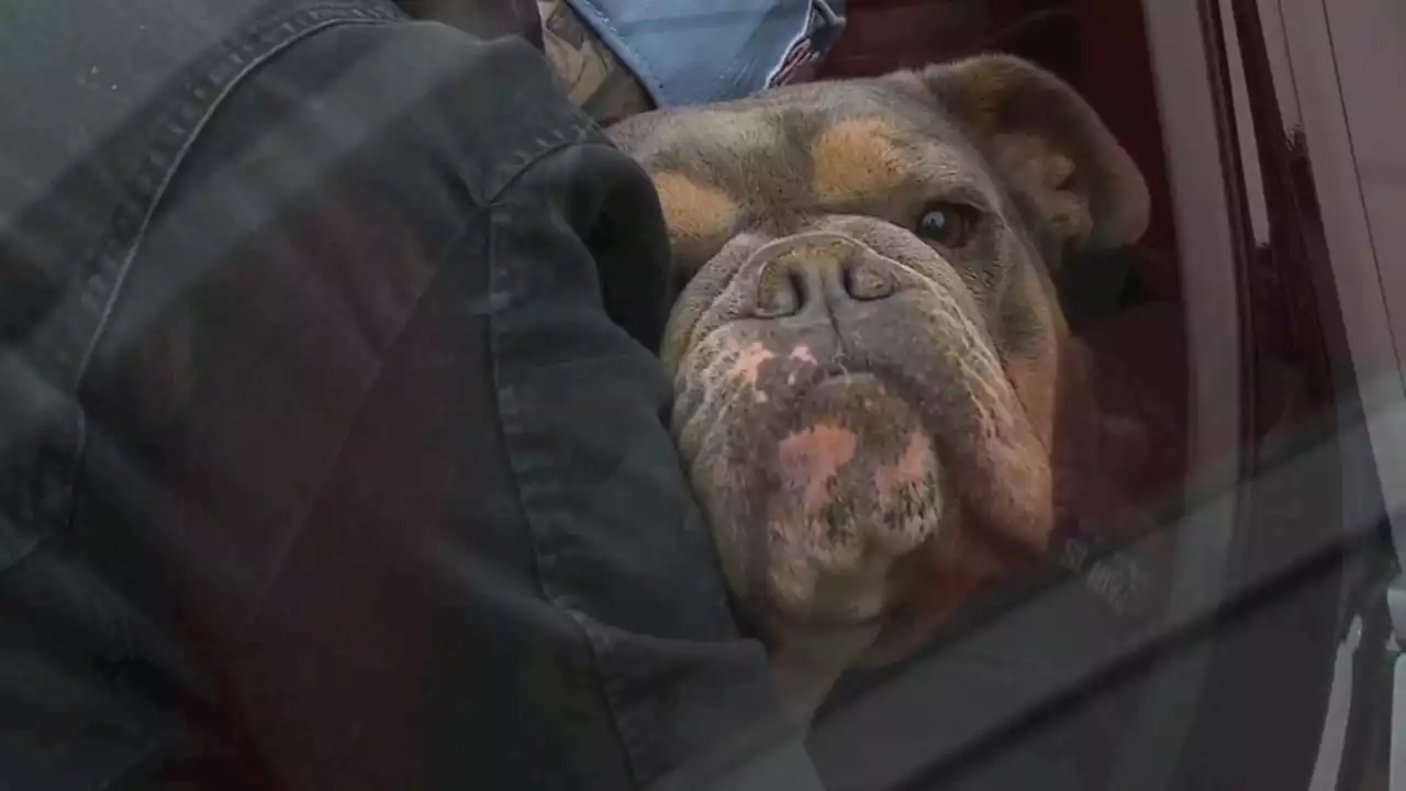 New York woman travels 1,000 miles to reunite with dog missing for 5 years