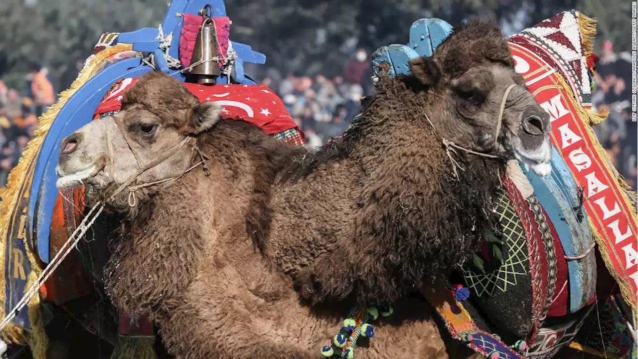 Animal rights activists slam Turkish camel wrestling festival