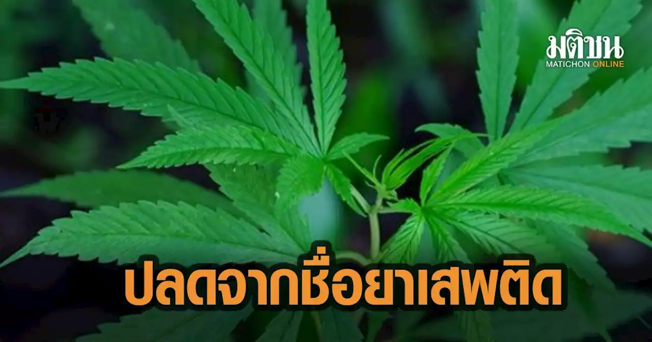 อย.จ่อชงปลดล็อกกัญชาออกจากยาเสพติดสิ้นเชิง ถกบอร์ดควบคุม 19 ม.ค.นี้