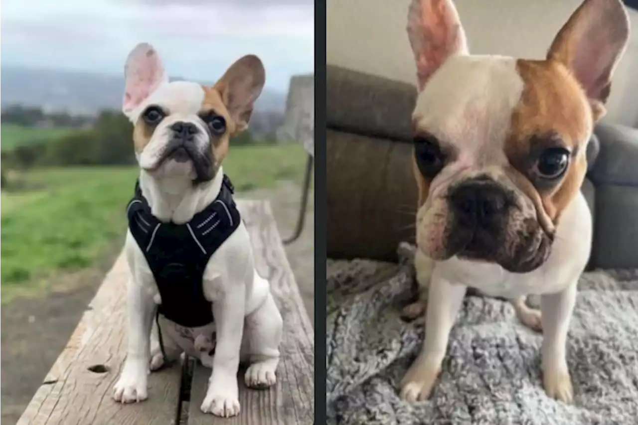 Castro Valley: Robbers snatch French bulldog at gunpoint, steal car