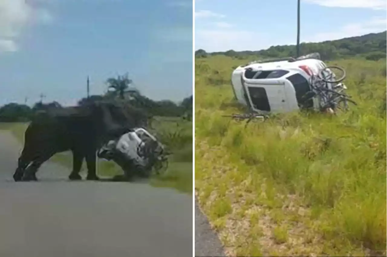 Elephant flips over SUV with family in it at wildlife nature park