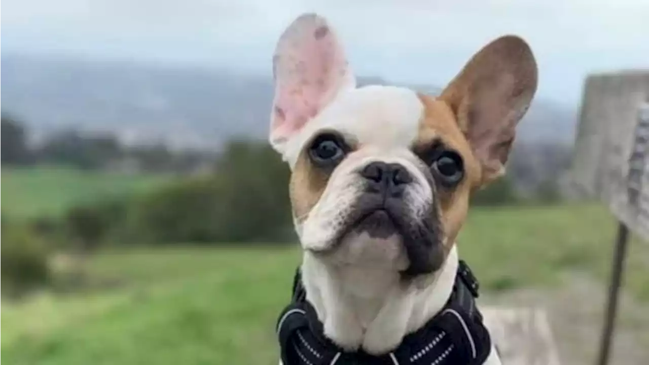 French bulldog stolen at gunpoint in East Bay, police say