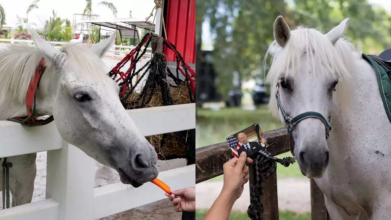 Poll: Average U.S. Horse Still Prefers Carrot To Photo Of Biden