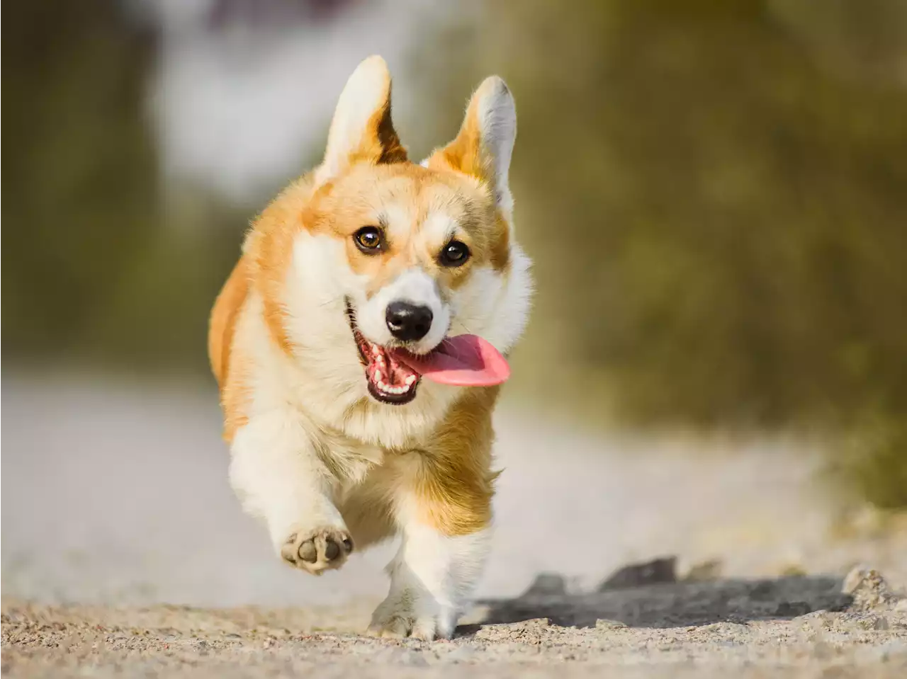 I'm a professional dog walker - here are 6 secrets for a happy pup