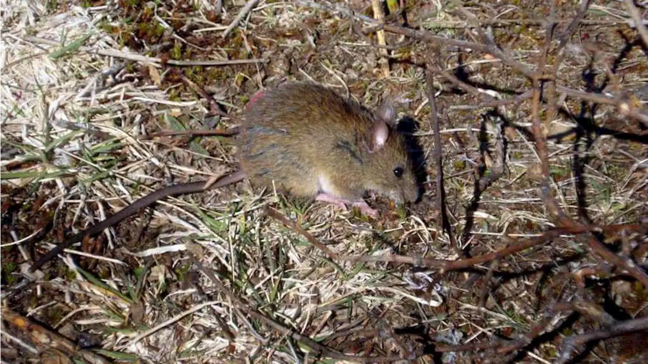 Se detectó un caso de hantavirus en Chubut: un joven está internado en terapia intensiva