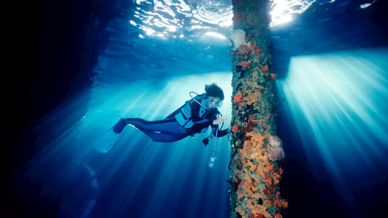 Sostenibilità: la protezione degli oceani condotta da Sylvia Earle